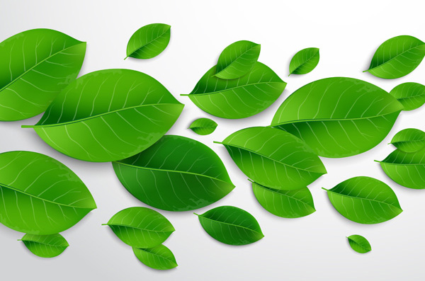 Realistic Vector Leaves